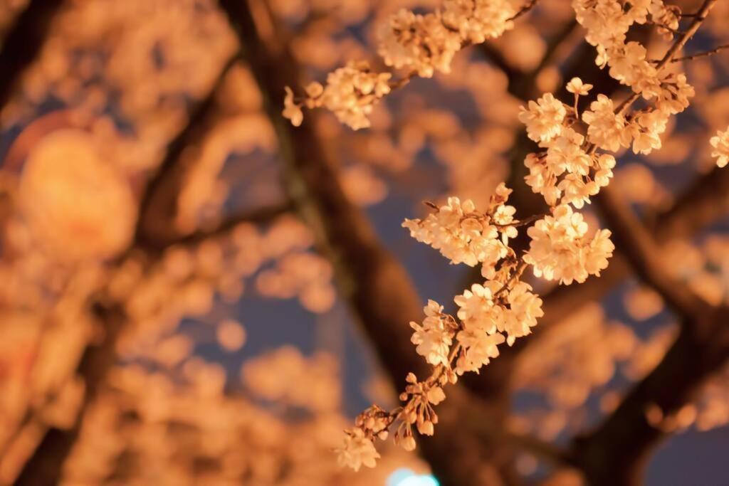 Tokyo's Spot Shibuya! 3person Free Wi-fi Apartament Tokio