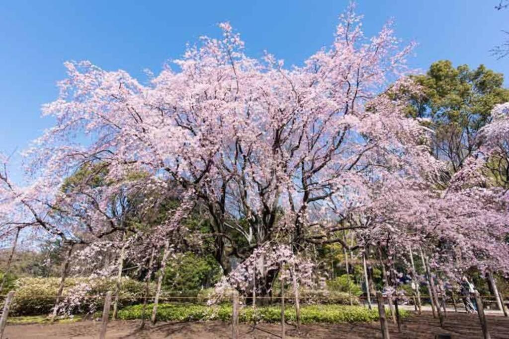 Apartament Tokyo's Spot Shibuya! 3person Free Wi-fi *